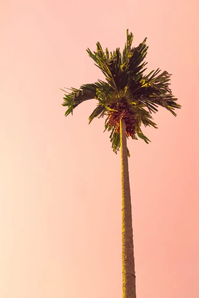 a palm tree