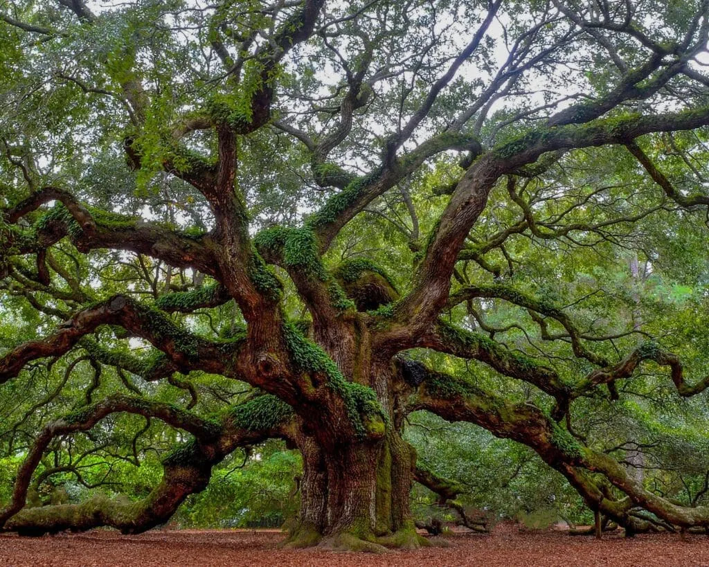 a large tree