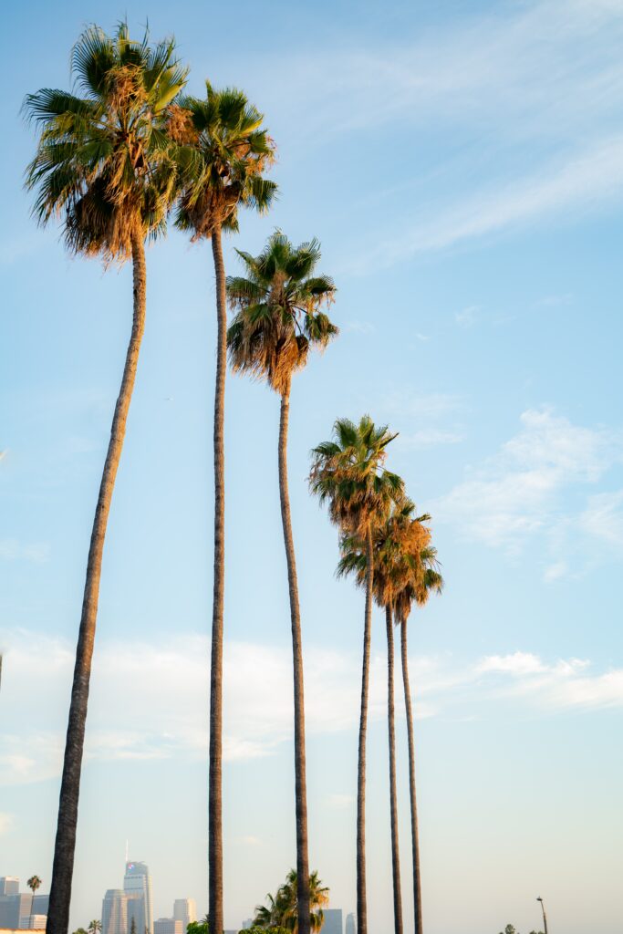 a group of palm trees next to a body of water