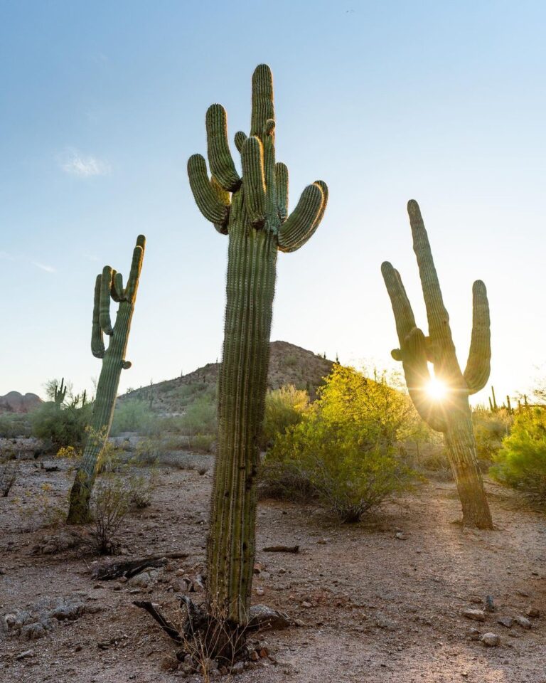a cactus in a desert