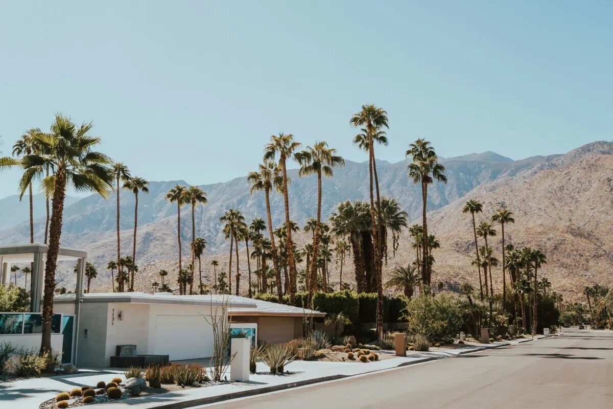 a palm tree on a street