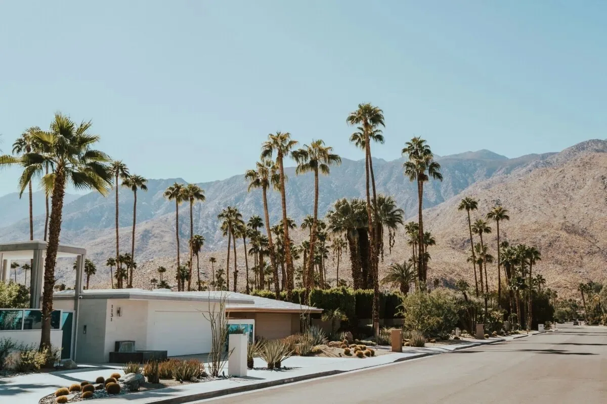a palm tree on a street