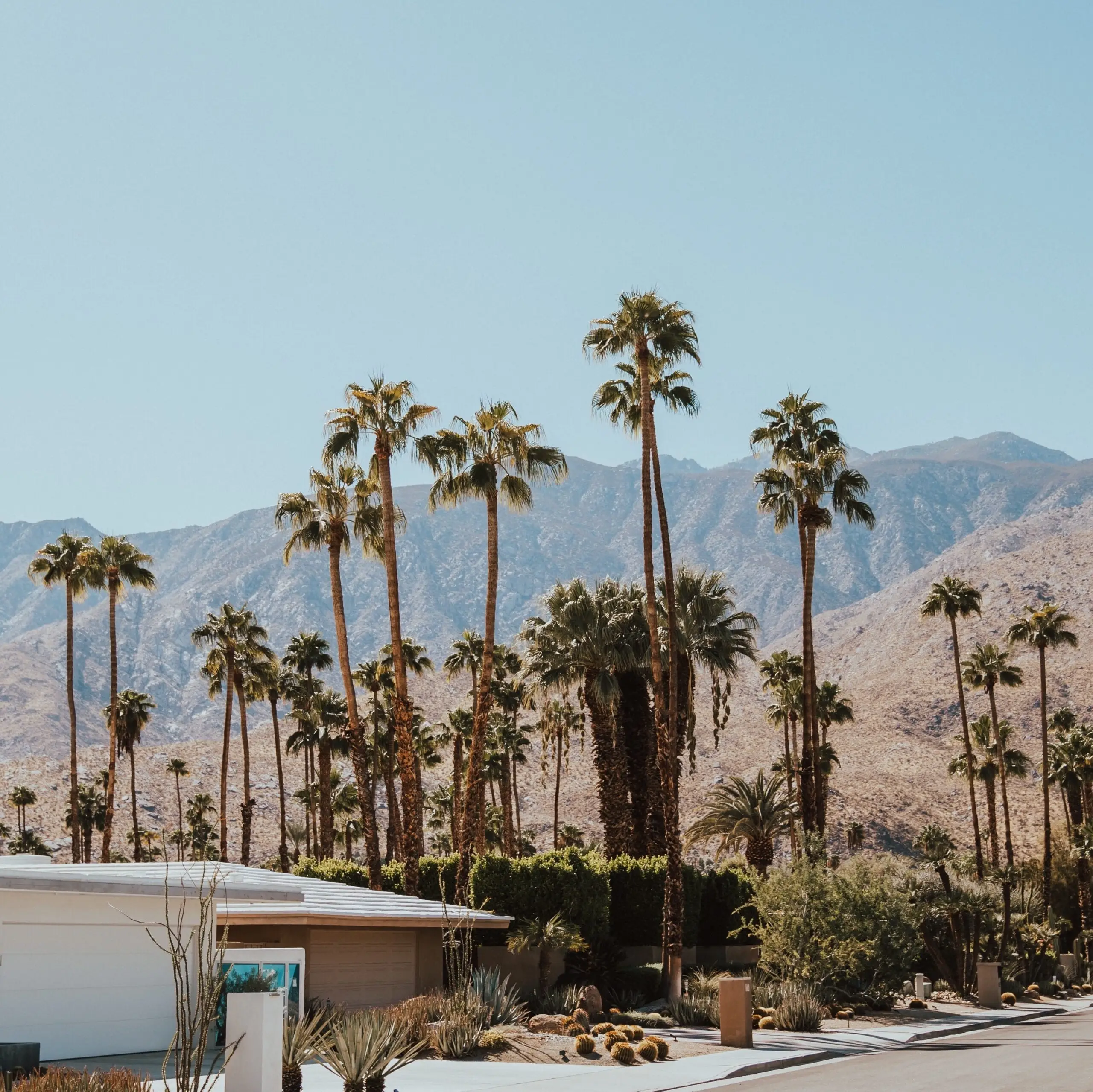 A row of tall palm trees lining a mid-century modern home in Palm Springs with the San Jacinto Mountains visible in the background under a clear blue sky