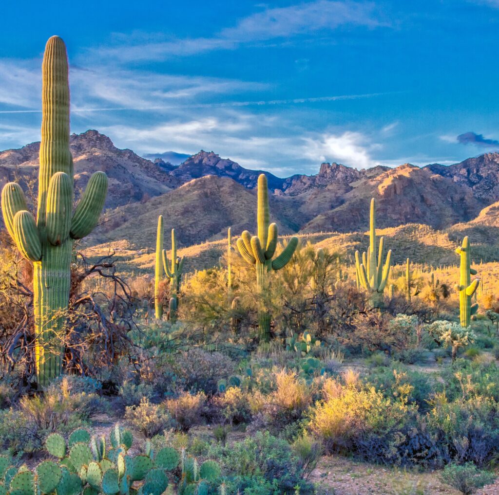 Tall saguaro cacti and desert shrubs in the Sonoran Desert with rugged mountains and a blue sky in the background
